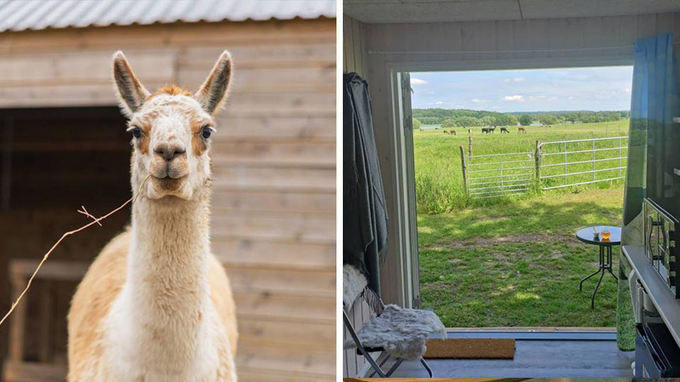 Overnatning med udsigt til alpacaer