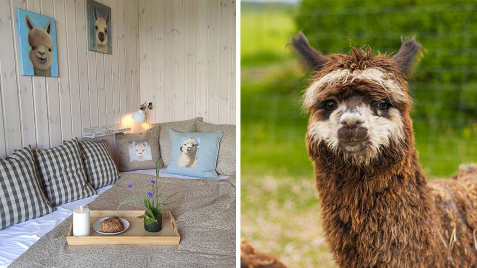 Overnatning for 2 omgivet af alpacaer og skøn natur